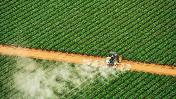 Best Pest Control Near Me  in Meraux, LA