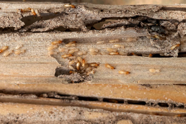 Best Affordable Pest Control Services  in Meraux, LA